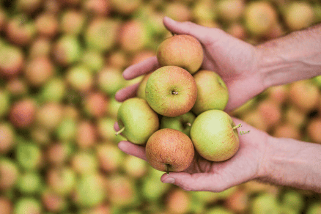 Apple orchard at Cambium Cider Co in the Okanagan Valley captured through agriculture photography