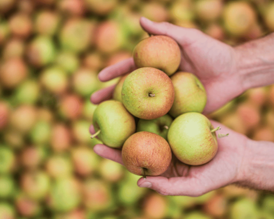 Apple orchard at Cambium Cider Co in the Okanagan Valley captured through agriculture photography